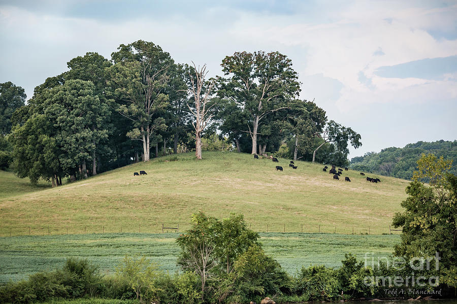 Cows On A Hill Photograph by Todd Blanchard