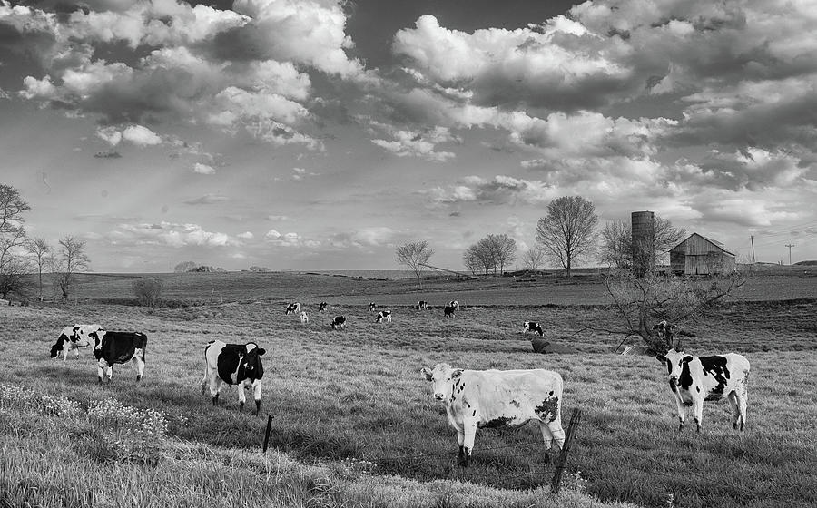 Cows On a Spring day  Photograph by Mark W Johnson