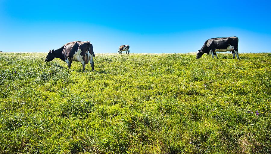 Cows On Pasture At Point Reyes Nashinal Seashore California Photograph by Alex Grichenko