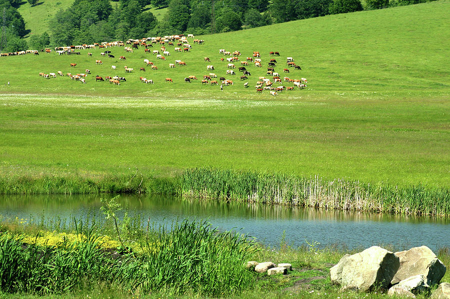 Cows on pasture near lake Photograph by Emanuel Tanjala