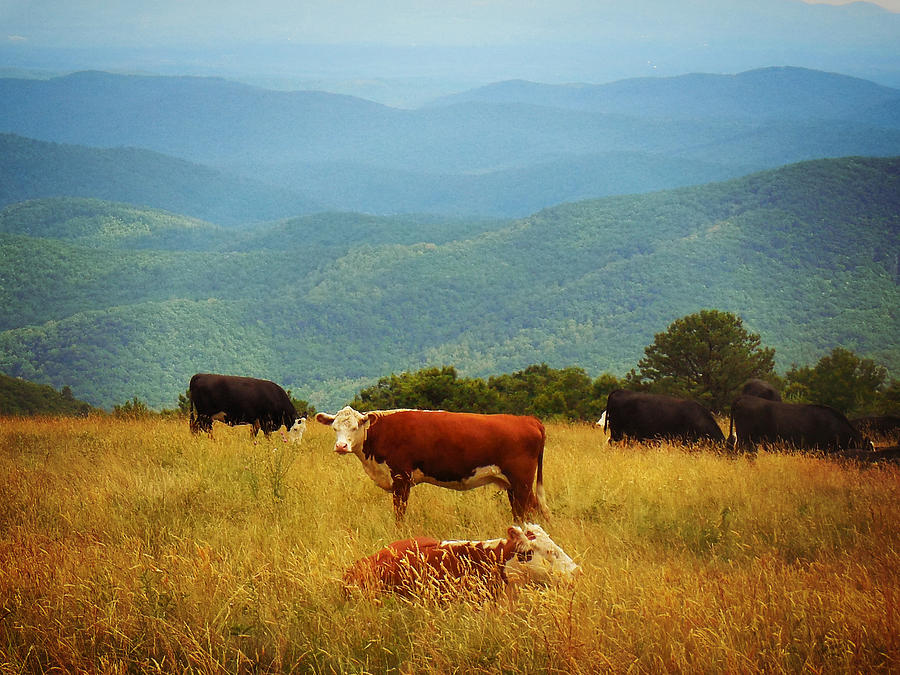 Cows on the Blue Ridge Digital Art by Valerie Reeves