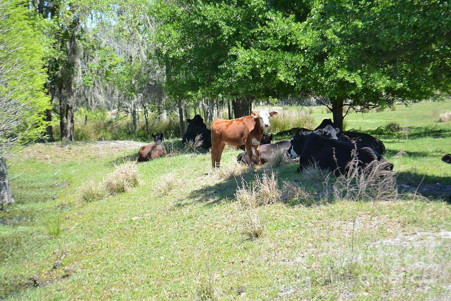 Cows on the Hill Resting Under The Shade and Trees Photograph by Adrian De Leon Art and Photography