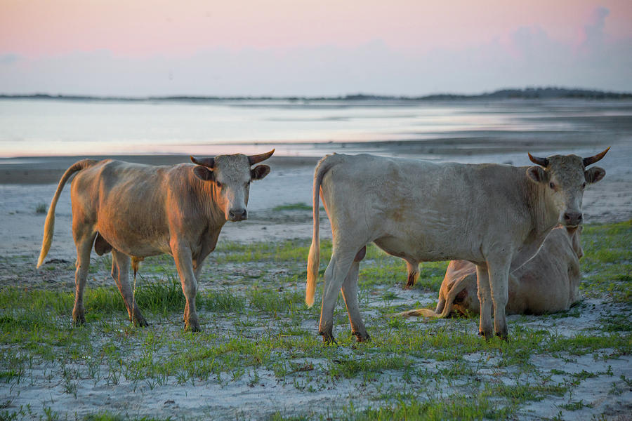 Cows On The Shore  Photograph by Paula OMalley