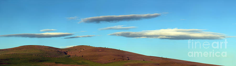 Cows Peacefully Graze on the Hills of Sonoma County California Photograph by Wernher Krutein