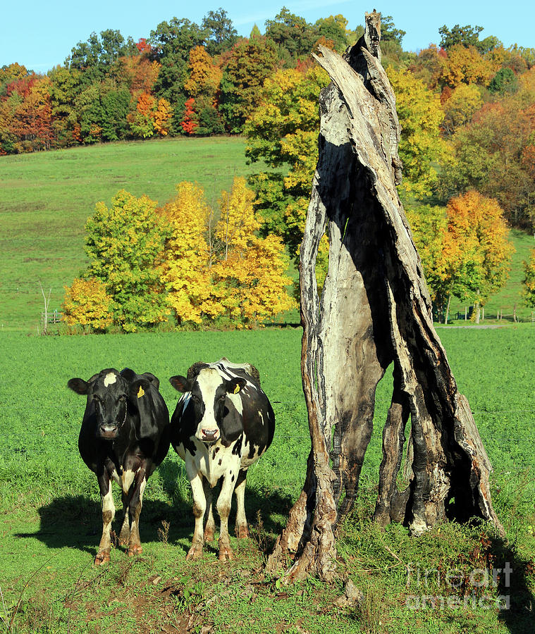 Cows Pose by Tree Stump 5816 Photograph by Jack Schultz