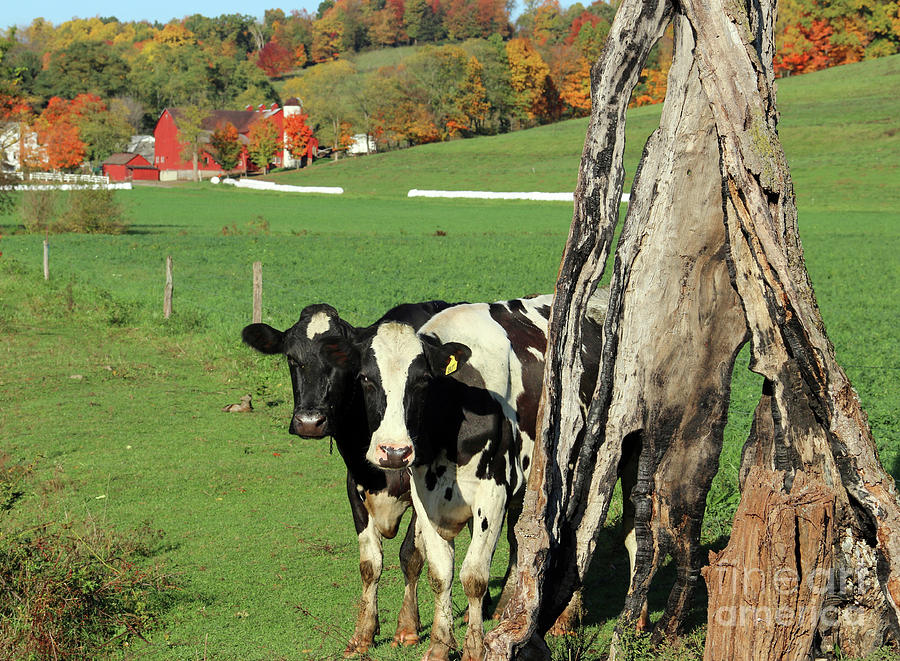 Cows Pose by Tree Stump 5819 Photograph by Jack Schultz