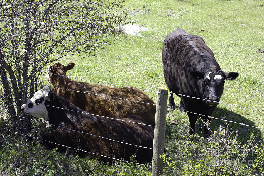 Cows Sharing Shade Photograph by Donna L Munro
