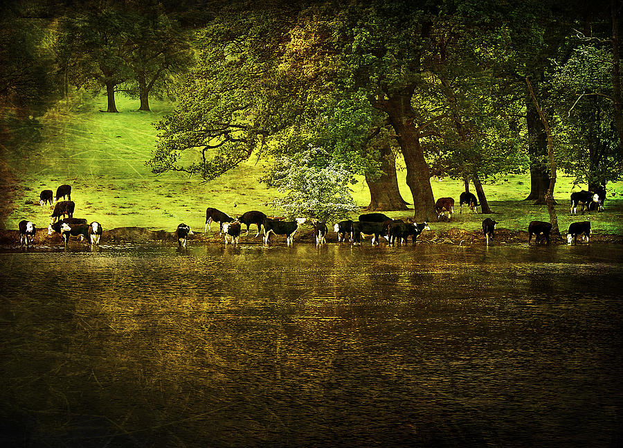 Animal Photograph - Cows by Svetlana Sewell