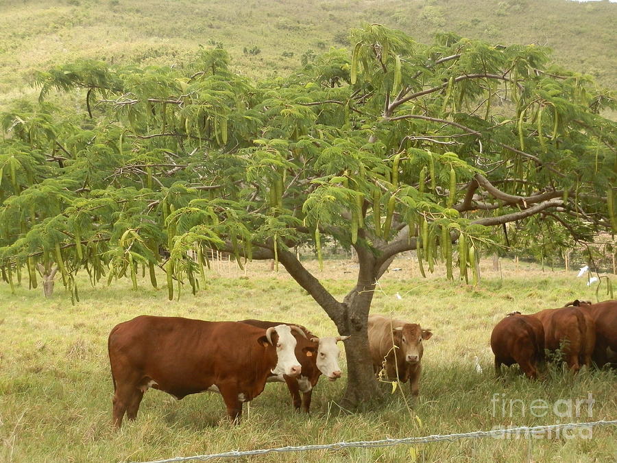 Cows under the Flamboyant Photograph by Margaret Brooks