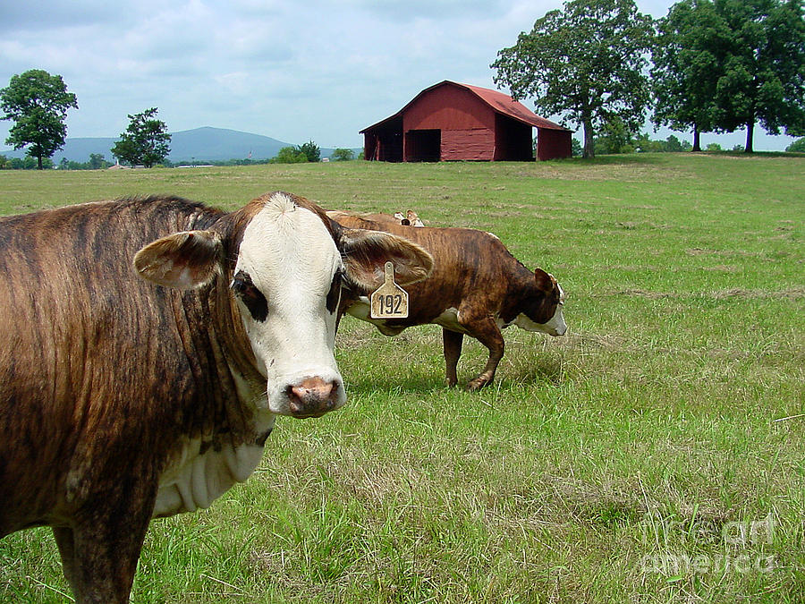 Cow Photograph - Cows8986 by Gary Gingrich Galleries