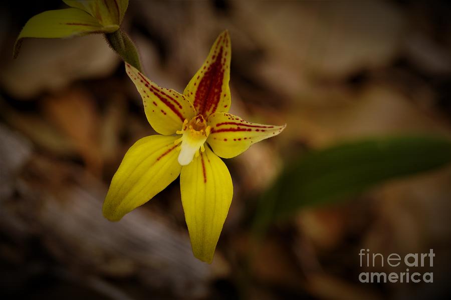 Cowslip Orchid Photograph by Cassandra Buckley
