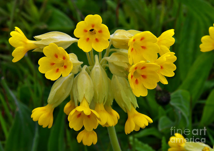 Cowslip Wild Flower - Primula Veris Photograph by Martyn Arnold