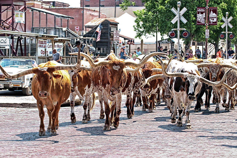 Cowtown Stockyards Photograph by Renee Cline