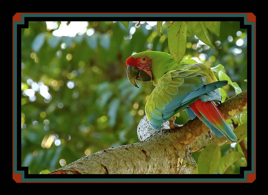 Coy bird Photograph by BYETPhotography Fine Art America