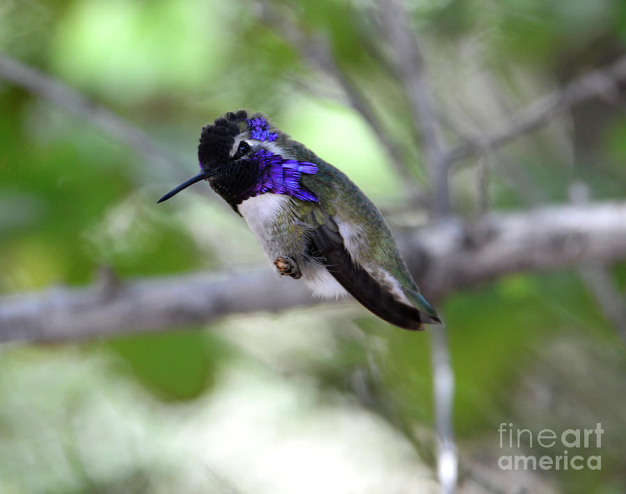 Coy Costas Hummingbird Photograph by Denise Bruchman
