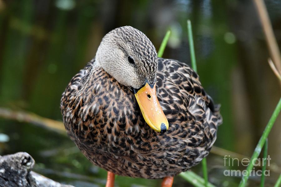 Coy Duck Photograph by Julie Adair