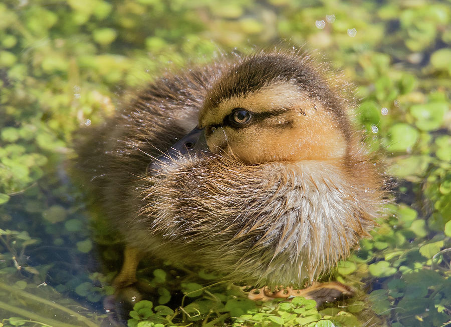 Bird Photograph - Coy Duckling by Carl Olsen