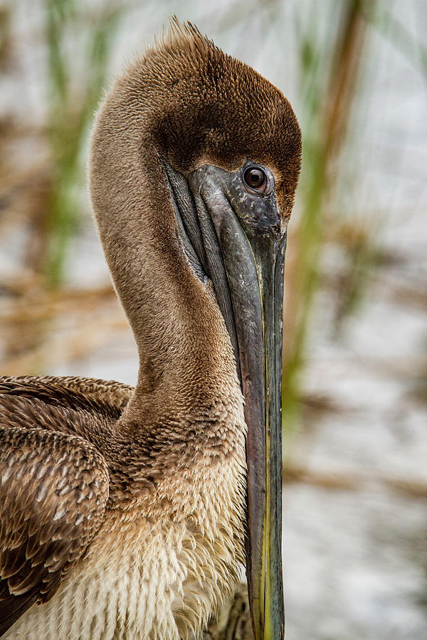 Coy Pelican Photograph by Jean Noren