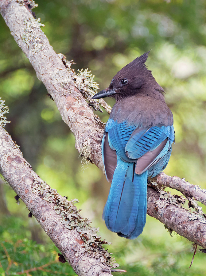 Coy Stellers Jay Photograph by Loree Johnson