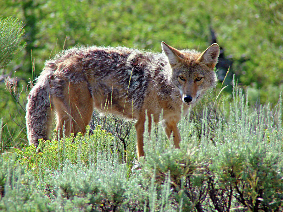Coyote 1 Photograph by Diana Douglass