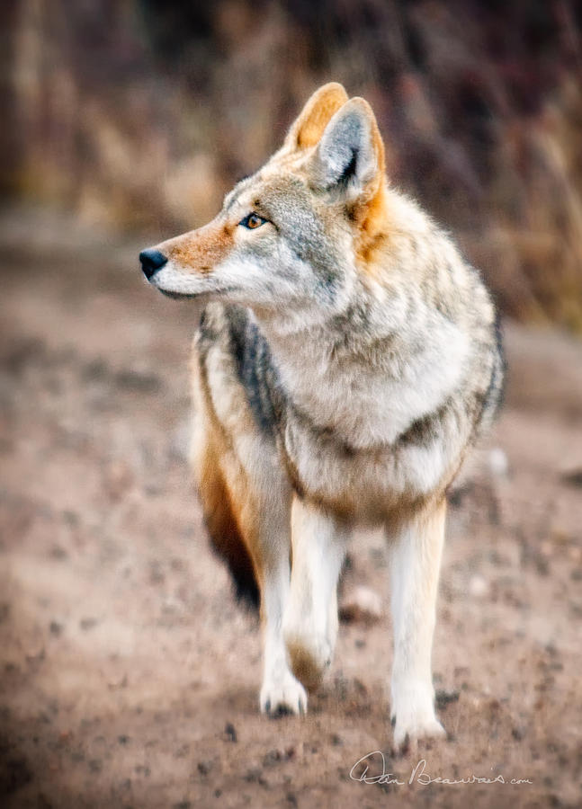 Coyote 1050 Photograph by Dan Beauvais