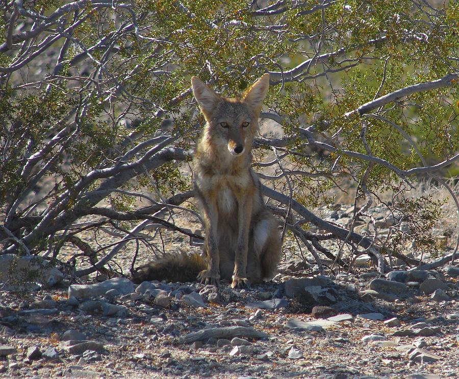 Coyote 3 Photograph by Carl Moore