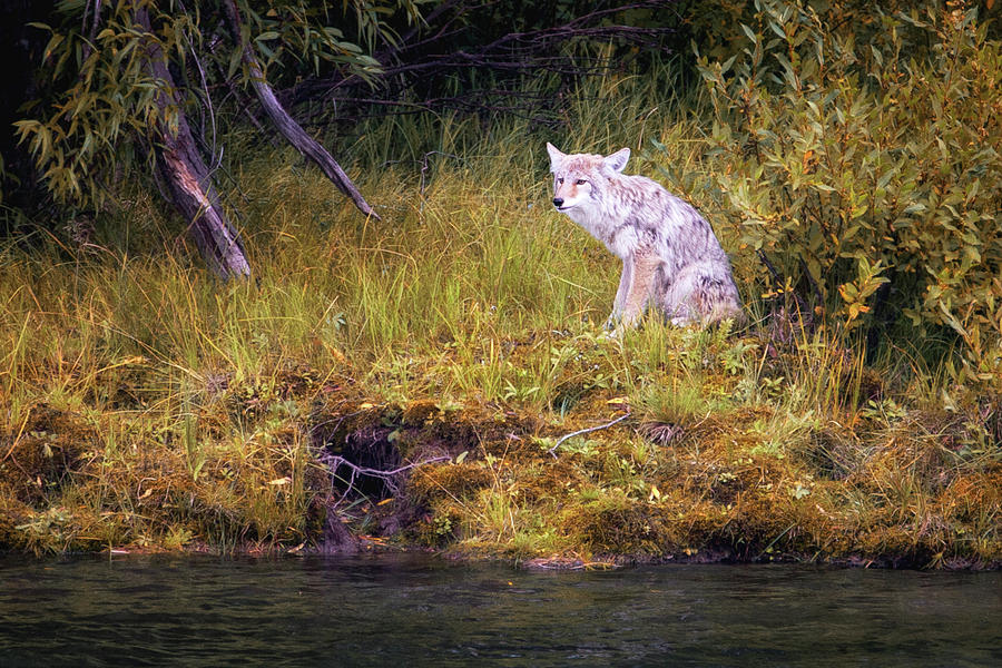 Coyote Photograph by Alex Mironyuk