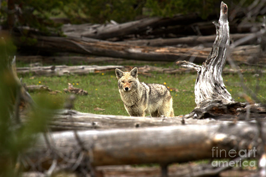 Coyote Among The Logs Photograph by Adam Jewell