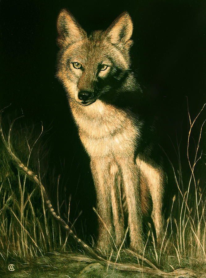 Coyote Painting by Angie Cockle