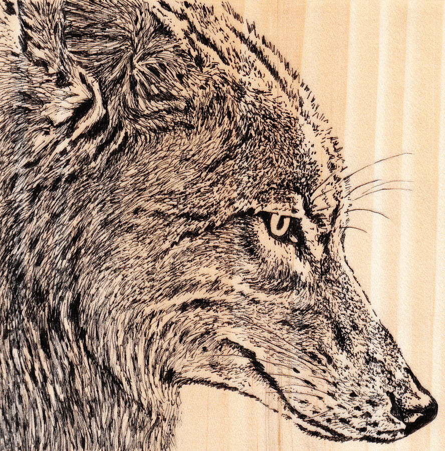 Coyote Drawing by Anne Thouthip