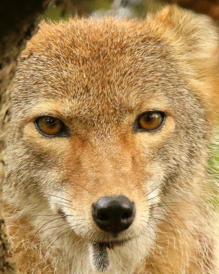 Coyote Photograph by Arvin Miner