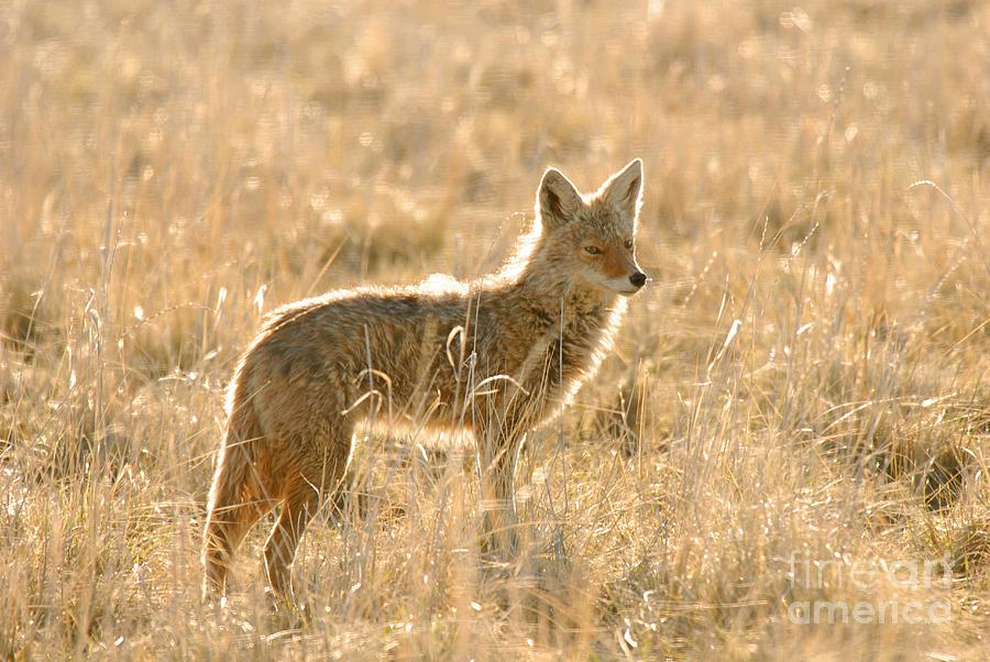 Coyote at Dawn Photograph by Dennis Hammer