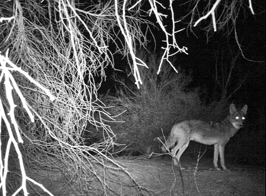Coyote at NIght Photograph by Judy Kennedy