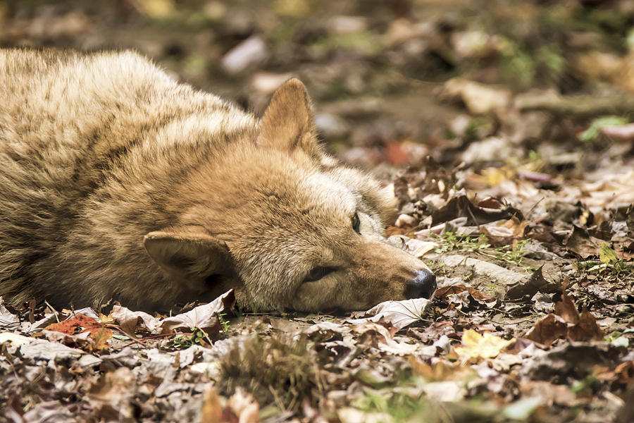 Coyote at Rest Photograph by Tracy Winter