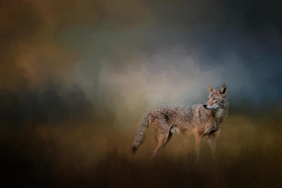 Wildlife Photograph - Coyote At Shiloh by Jai Johnson