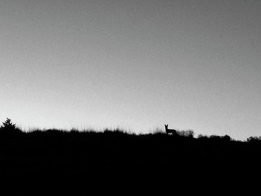 Coyote at Sunrise Photograph by Mary Lee Dereske