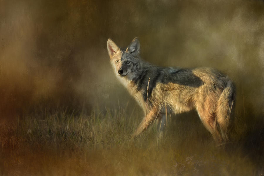 Coyote At Sunset Photograph by Jai Johnson