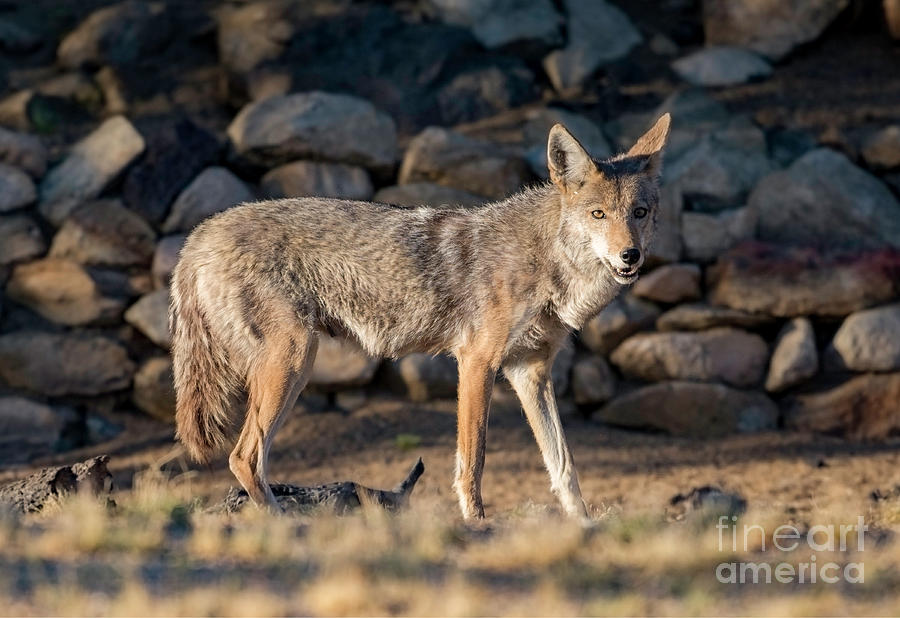 Coyote at the Wall Photograph by Lisa Manifold
