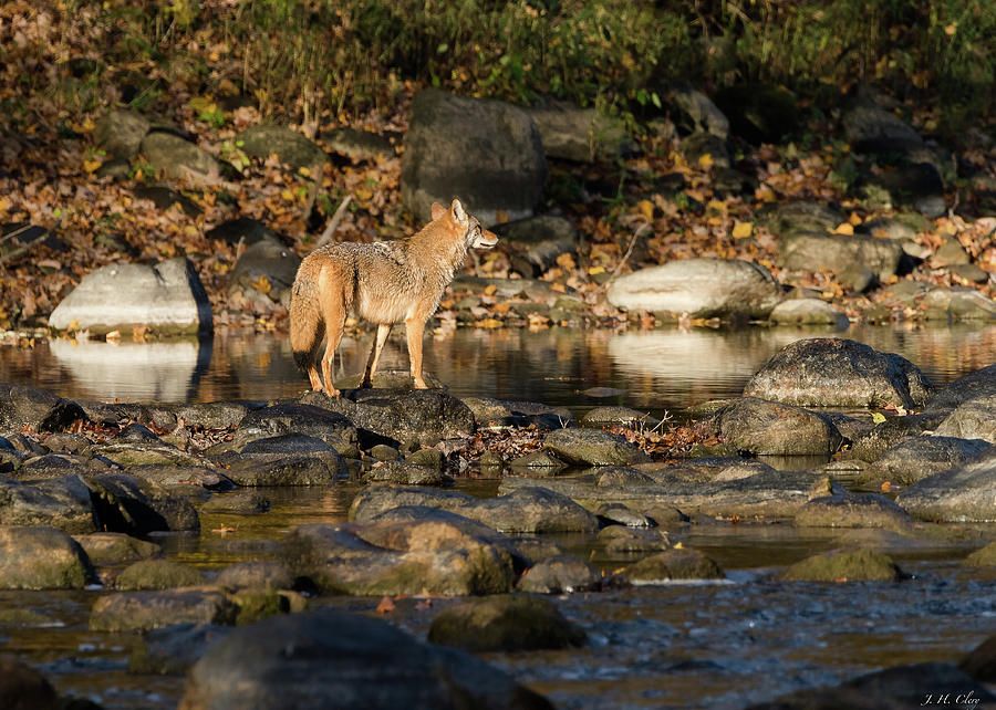 Wildlife Photograph - Coyote - Autumn River by J H Clery