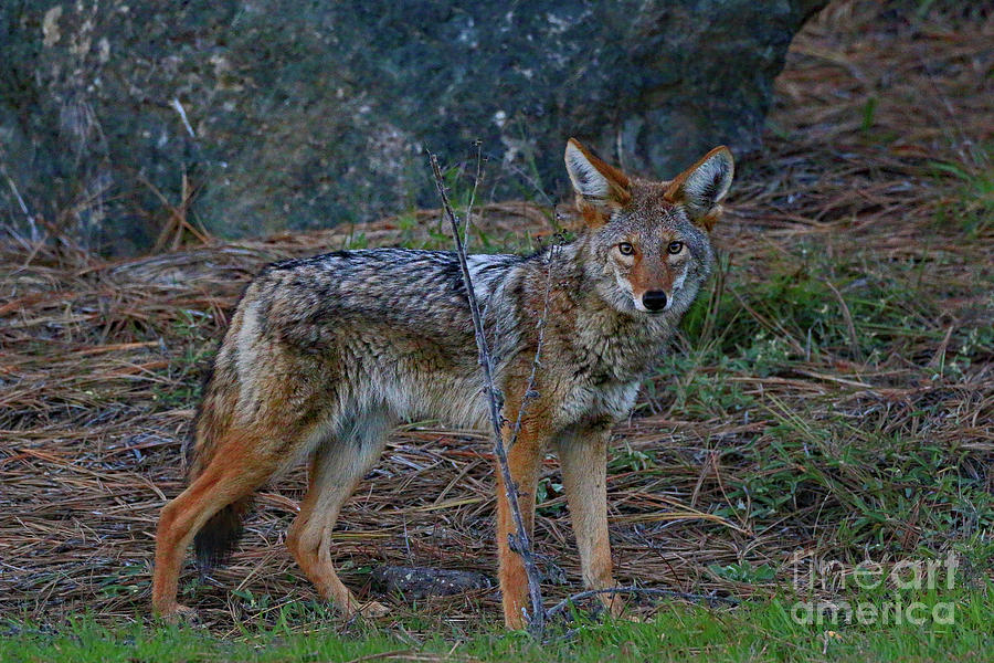 Coyote Aware Photograph by Craig Corwin