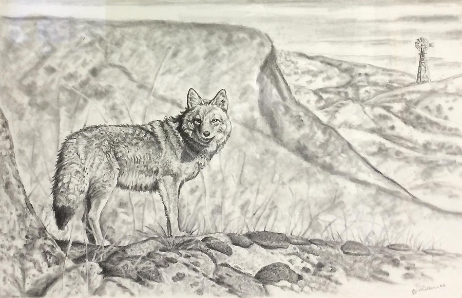 Coyote Drawing by Bern Miller