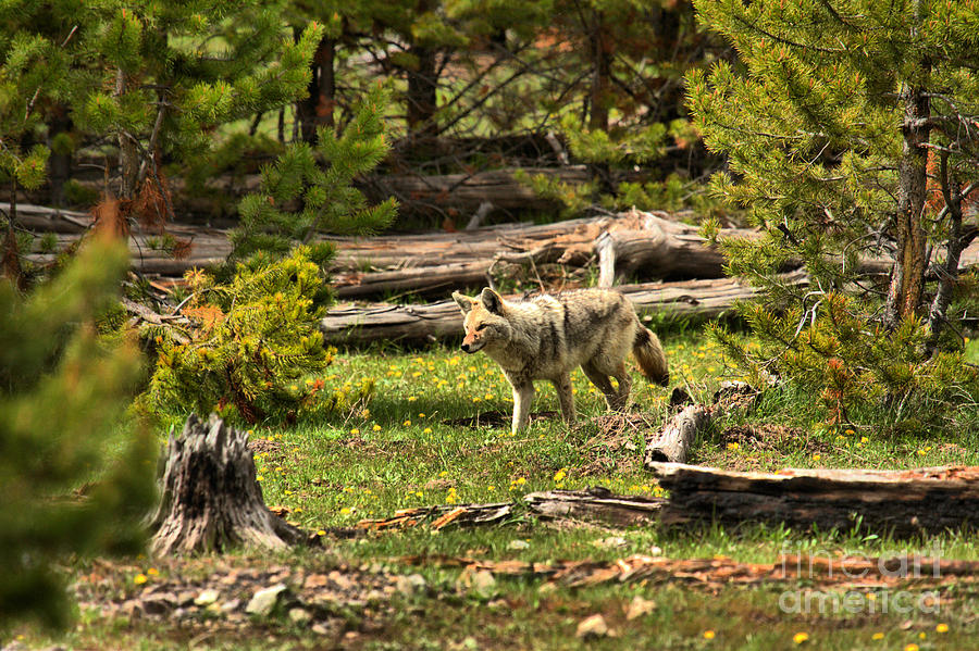 Coyote Blending In Along The Madison River Photograph by Adam Jewell
