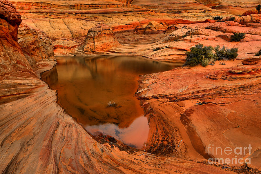 Coyote Buttes Desert Oasis Photograph by Adam Jewell