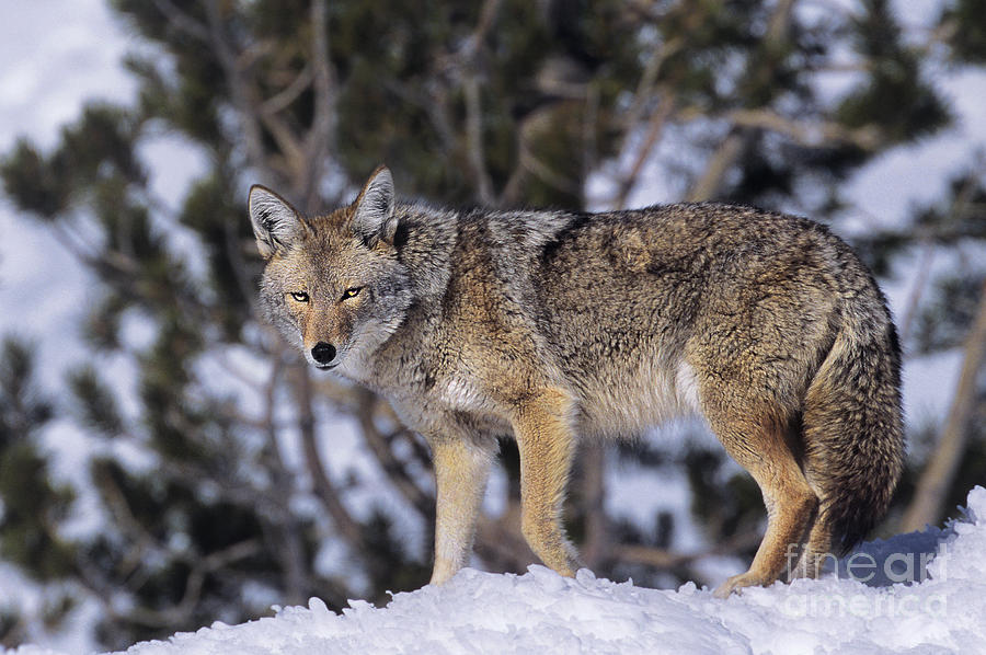 Coyote Canis Latrans Wild California Photograph by Dave Welling