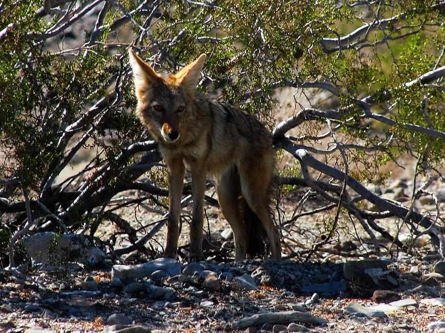 Coyote Photograph by Carl Moore