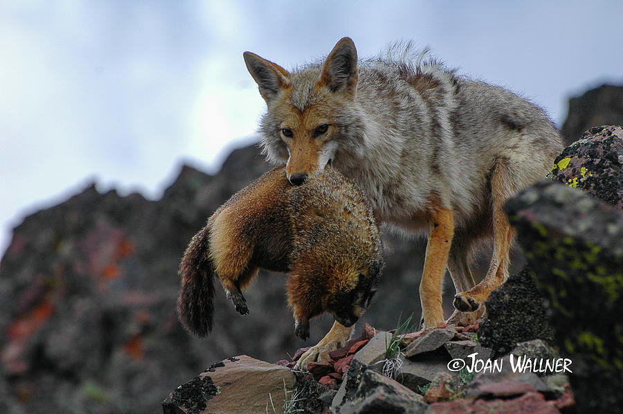 Coyote Catch Photograph by Joan Wallner