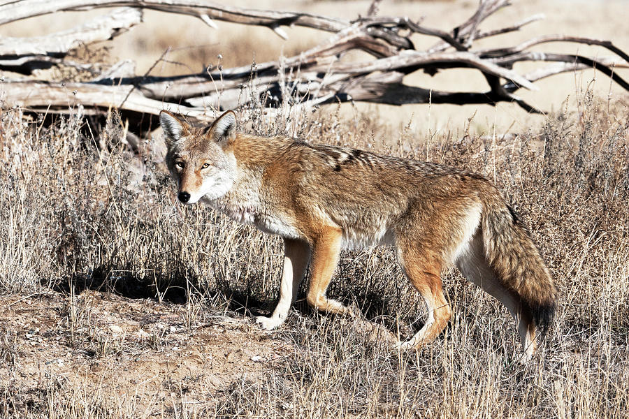 Coyote Photograph by Catherine Lau