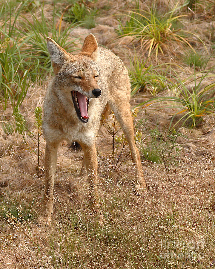 Coyote Caught In A Yawn Photograph by Max Allen