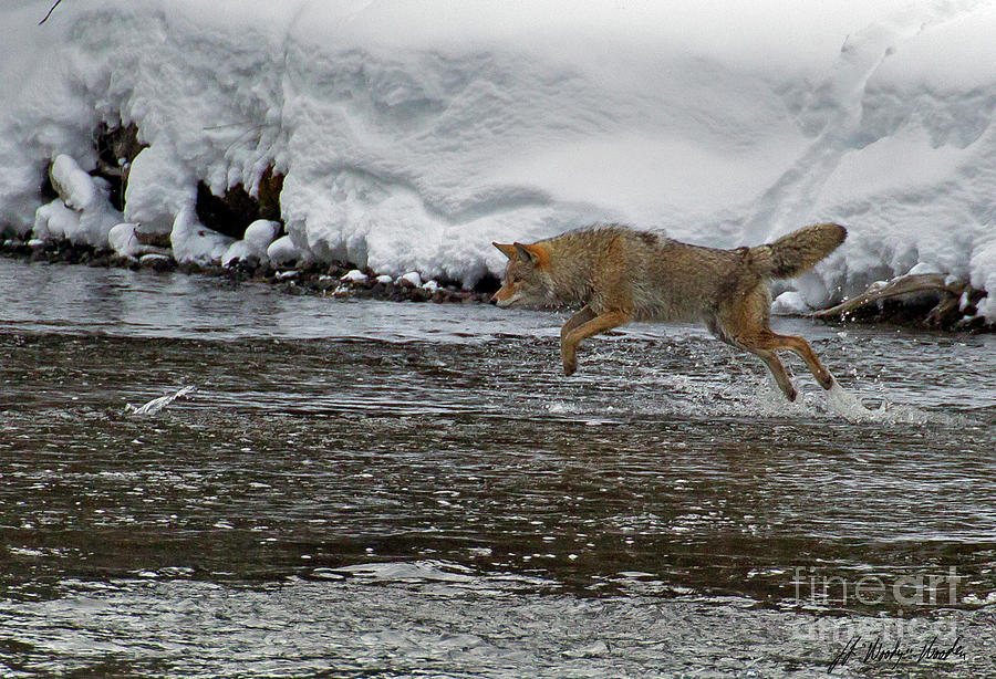 Coyote Chasing A Fish-Signed-#0713 Photograph by J L Woody Wooden