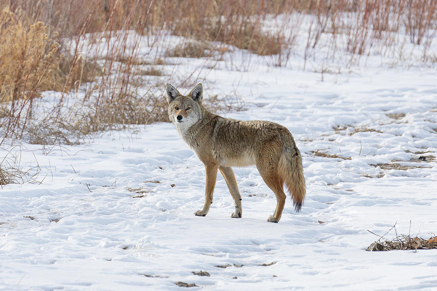Coyote Checks Behind Photograph by Tony Hake